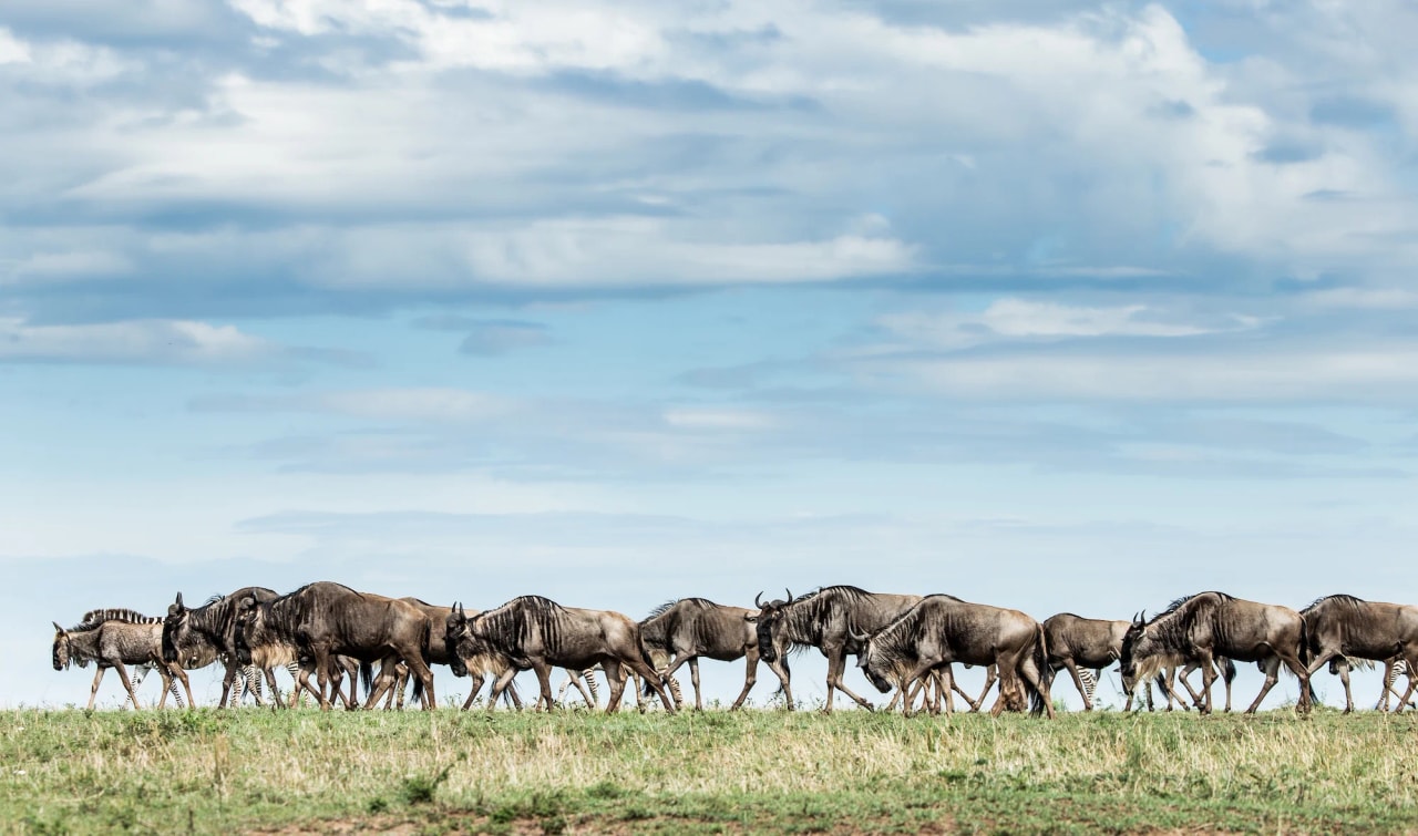 Taste of Tanzania