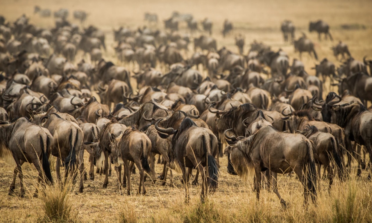 Follow the Herds