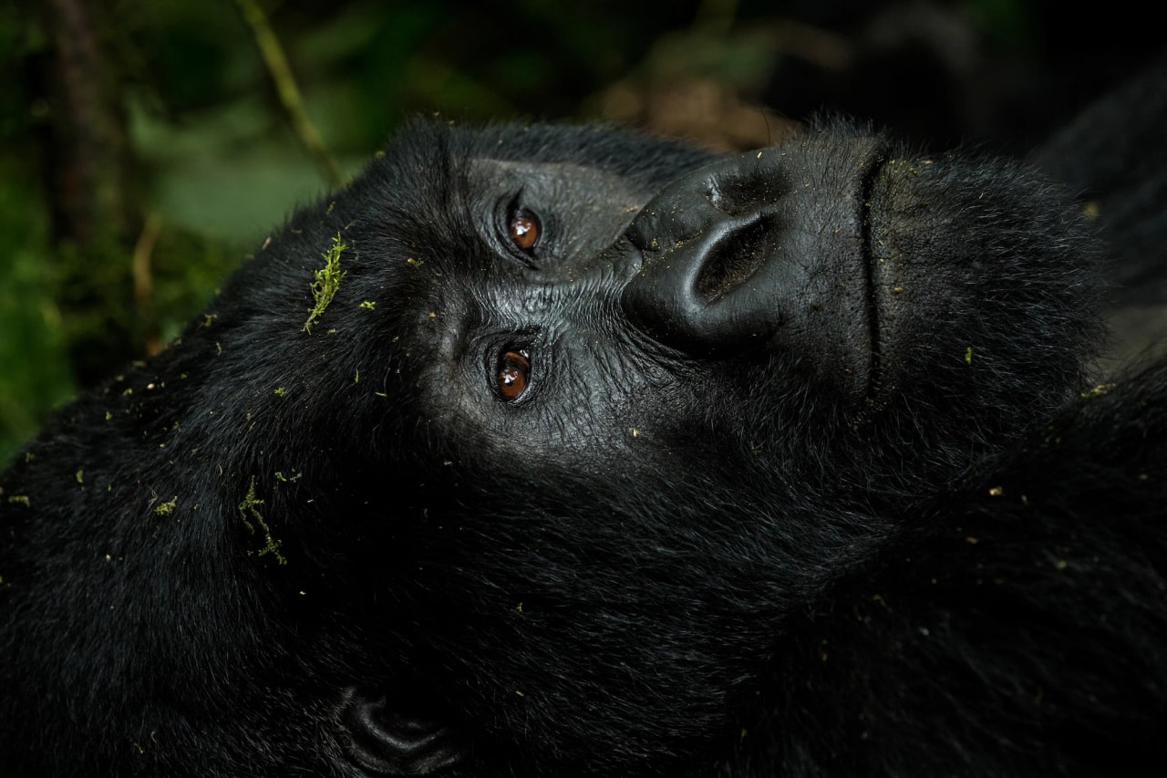 Silverbacks in Style