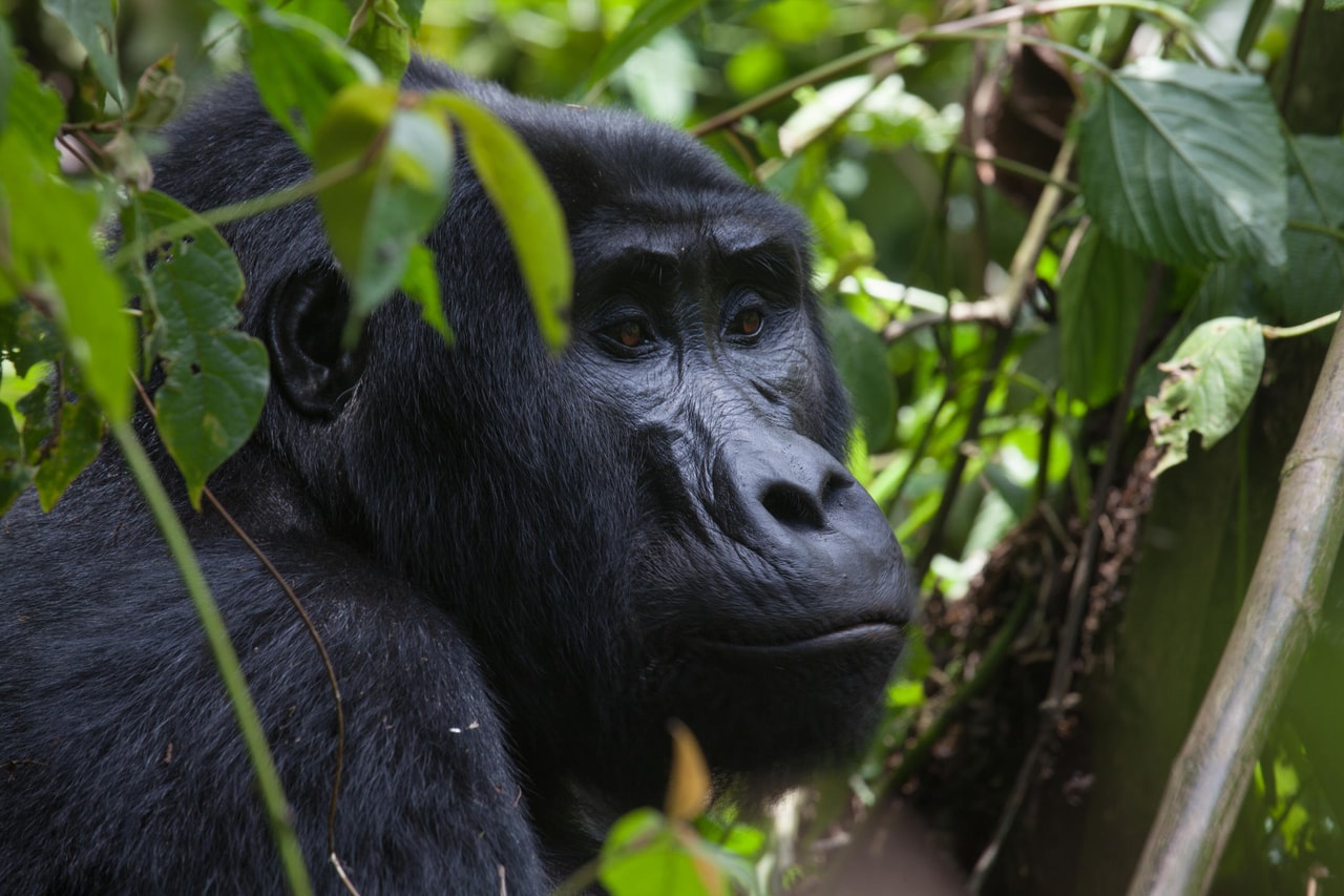 Gorillas and Chimpanzees