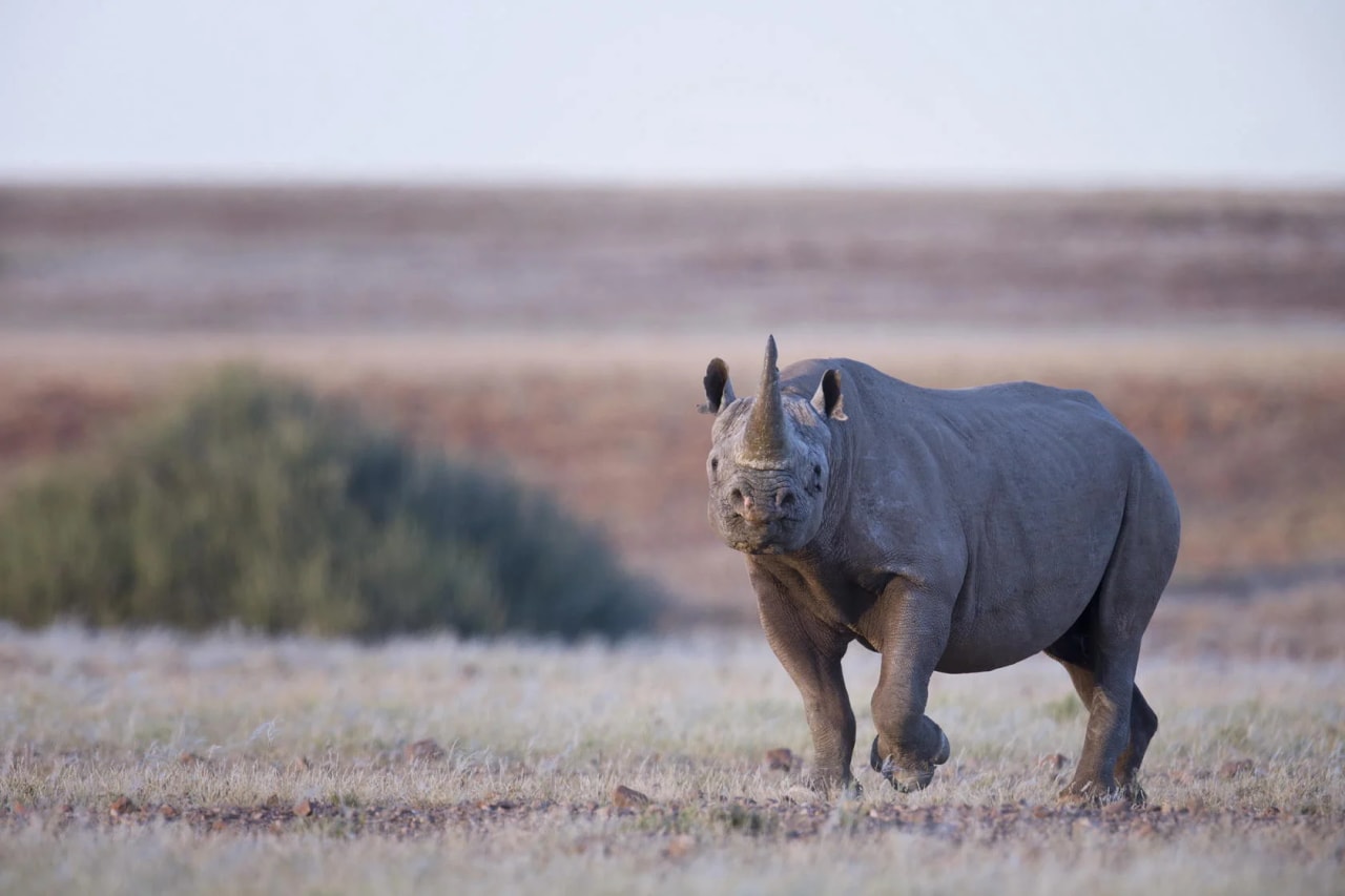 Secret Wildlife
