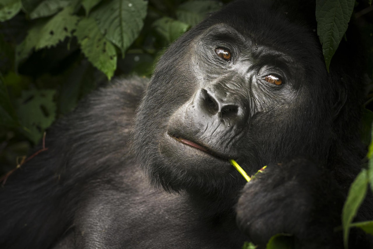 Classic Uganda