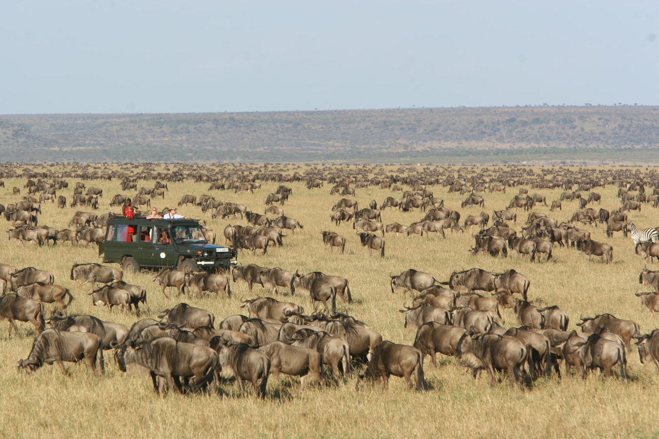Mara Migration
