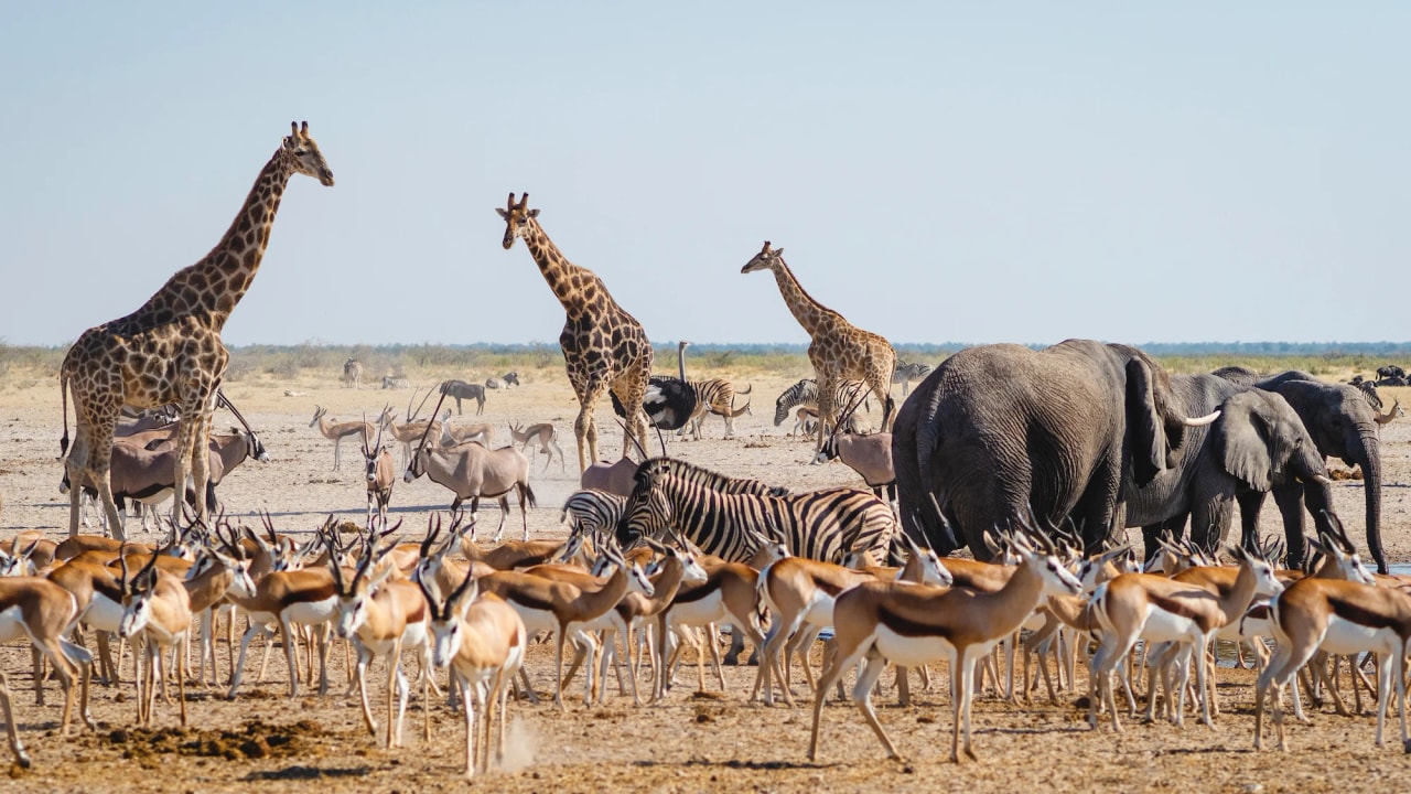 Best of Etosha
