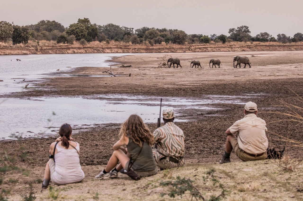 Walking with Wildlife