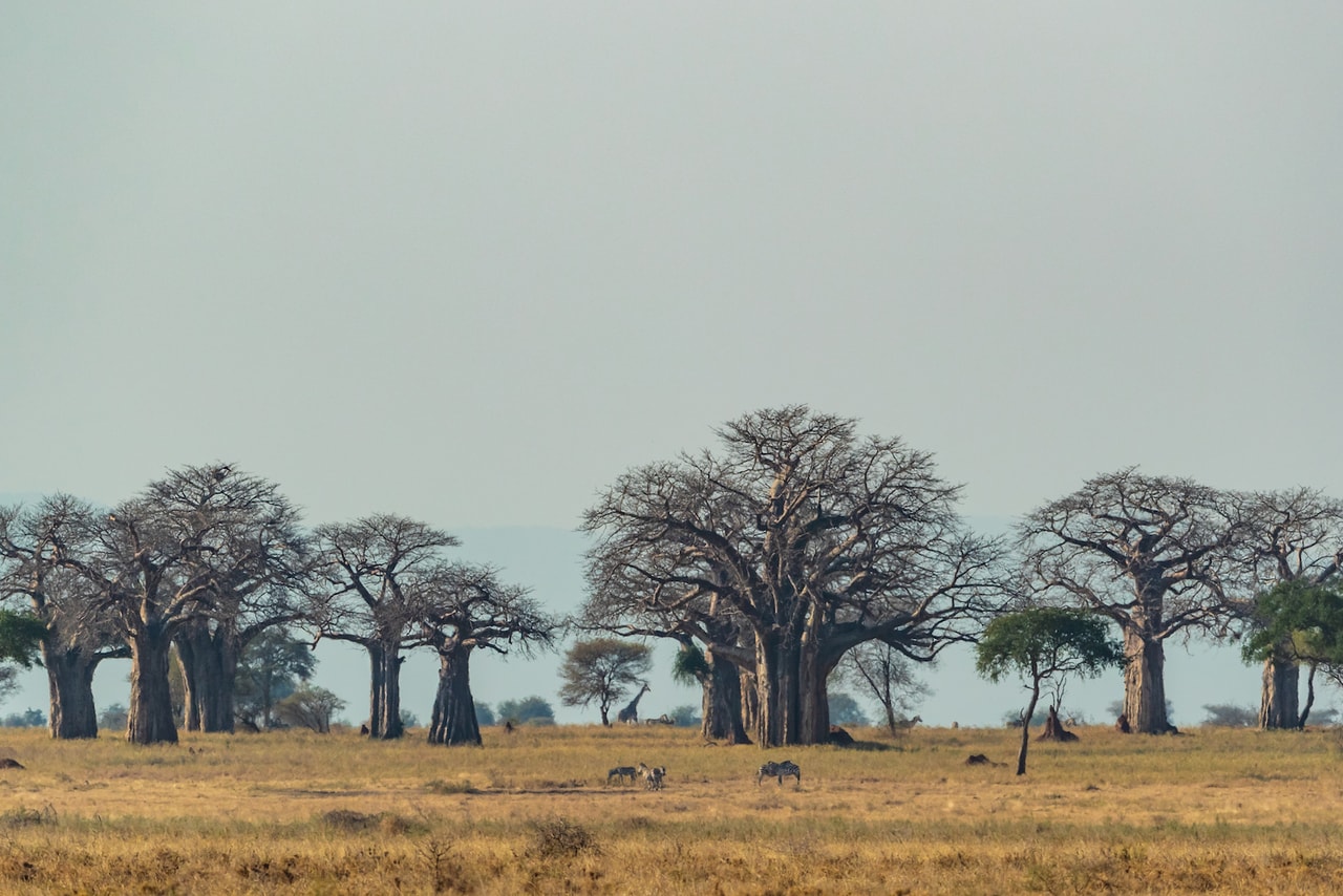 Guided Drive Northern Tanzania