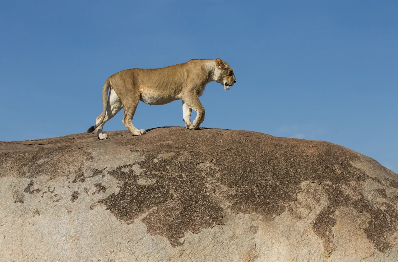 Guided Drive and Fly Northern Tanzania