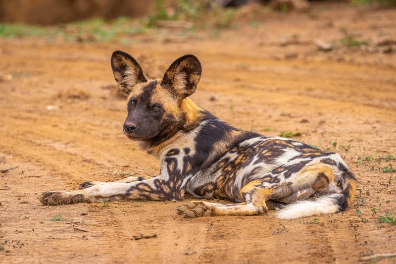 Madikwe 3-Day Safari