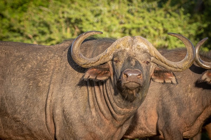 Madikwe 5-Day Safari