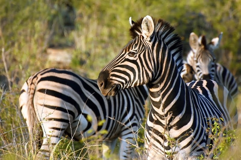 Madikwe 4-Day Safari