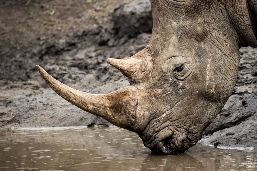 Rediscovering Rhinos