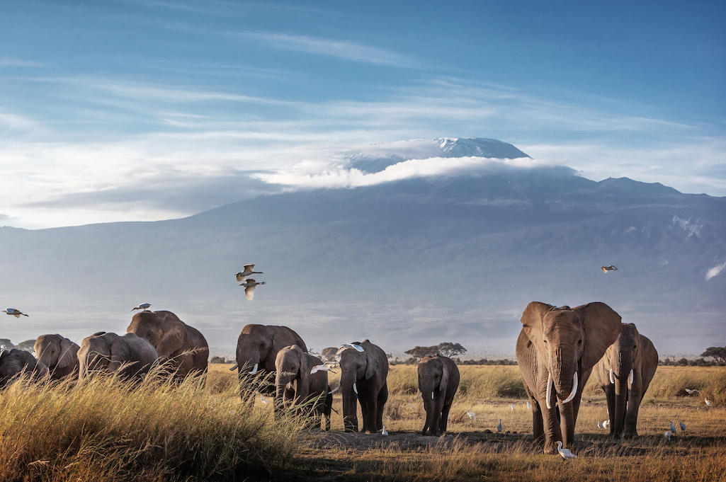 Northern Tanzania Highlights - Biggestleaf Travel